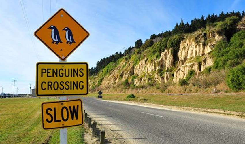 Cuidado, pingüinos cruzando