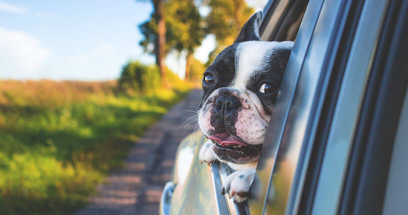 Cómo llevar a tu perro en coche
